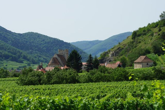 Weinreben in der Wachau