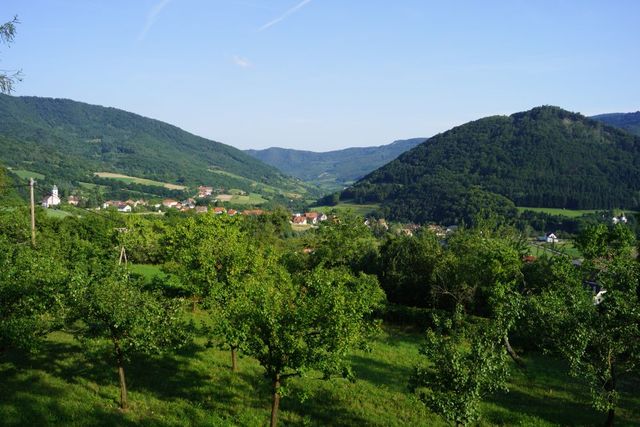 Marillenbäume in der Wachau